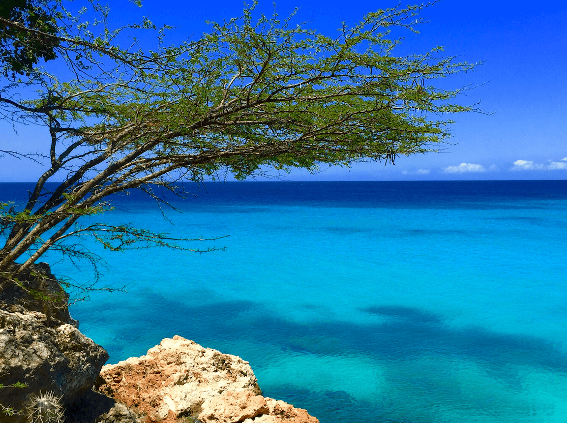 Un árbol se alza sobre una roca con vistas al océano.