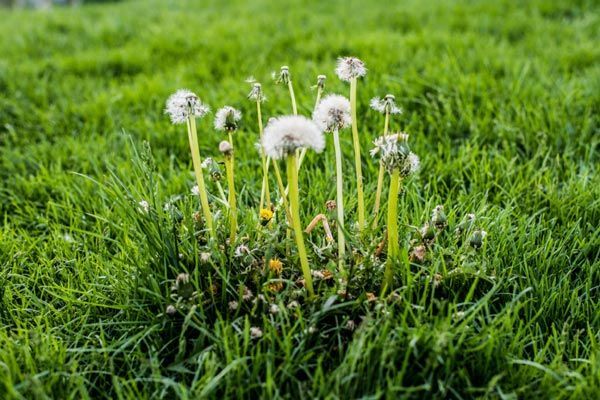 A bunch of dandelions are growing in the grass.