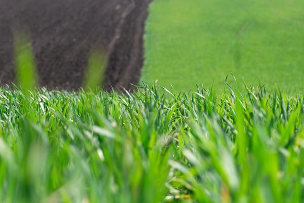 A close up of a field of green grass with a plow in the background.