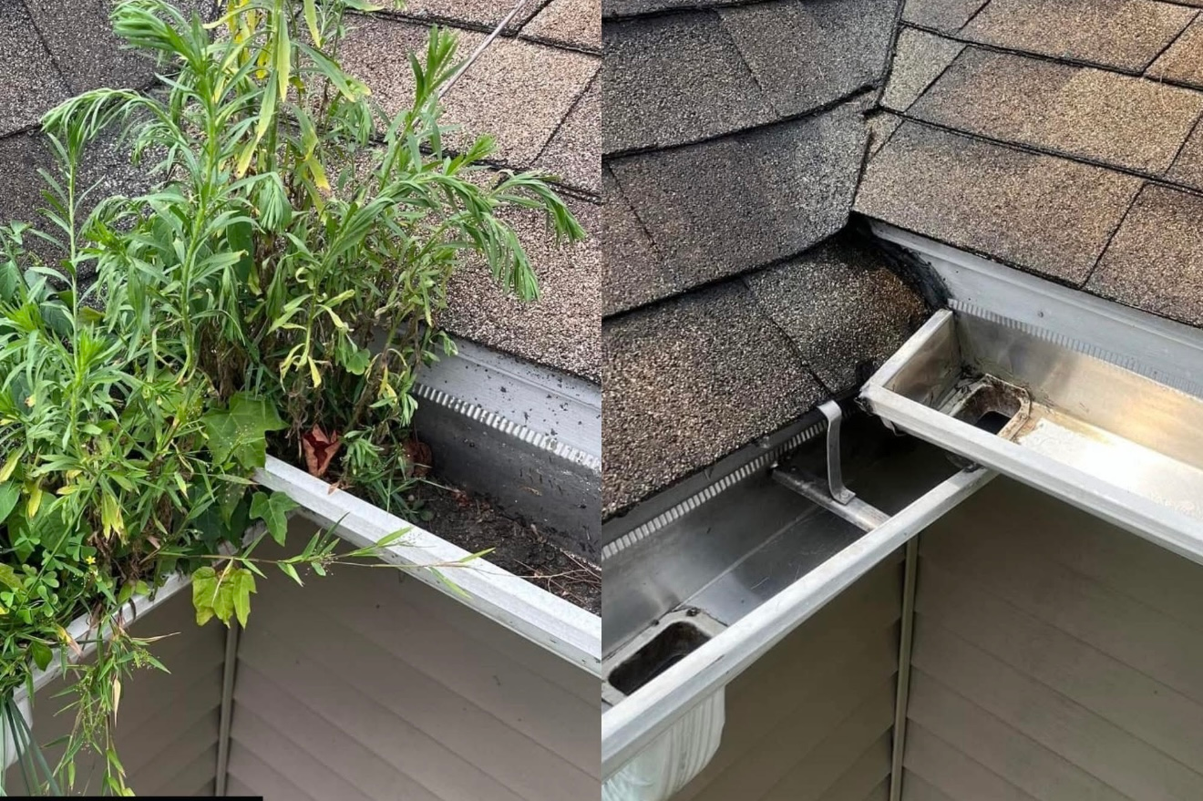 Before and after of a house gutter being cleaned: overgrown with plants, then clean and clear.