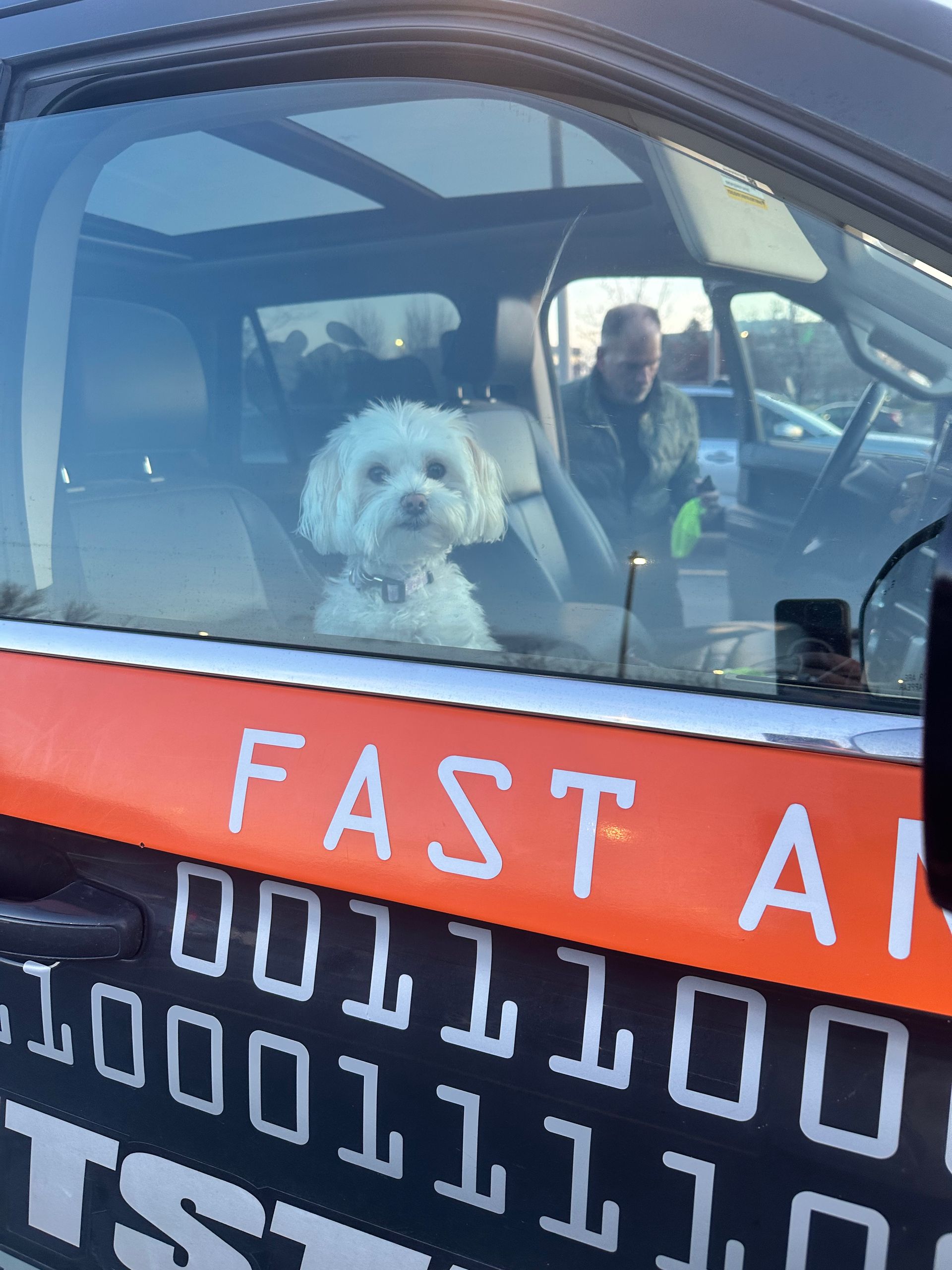 Dog in a car window with a red 