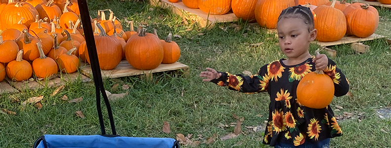 A young child in a sunflower shirt holds a pumpkin at a pumpkin patch.
