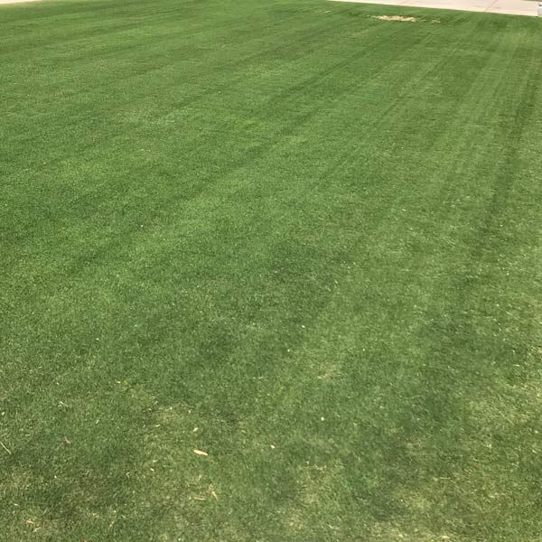 Yard Fertilization in Lubbock, TX