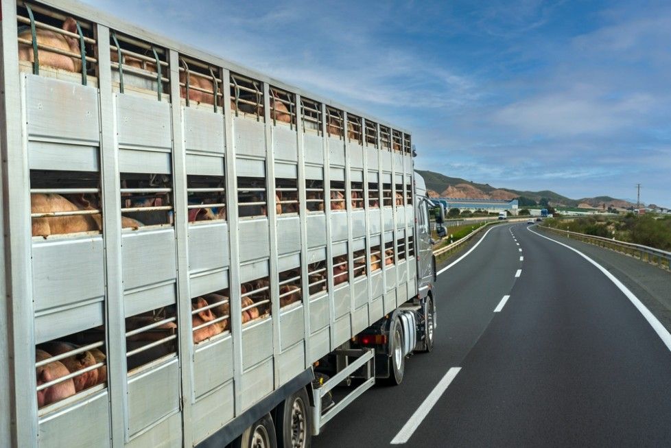 A Truck Filled With Pigs is Driving Down a Highway — JEC Transport in Katherine, NT