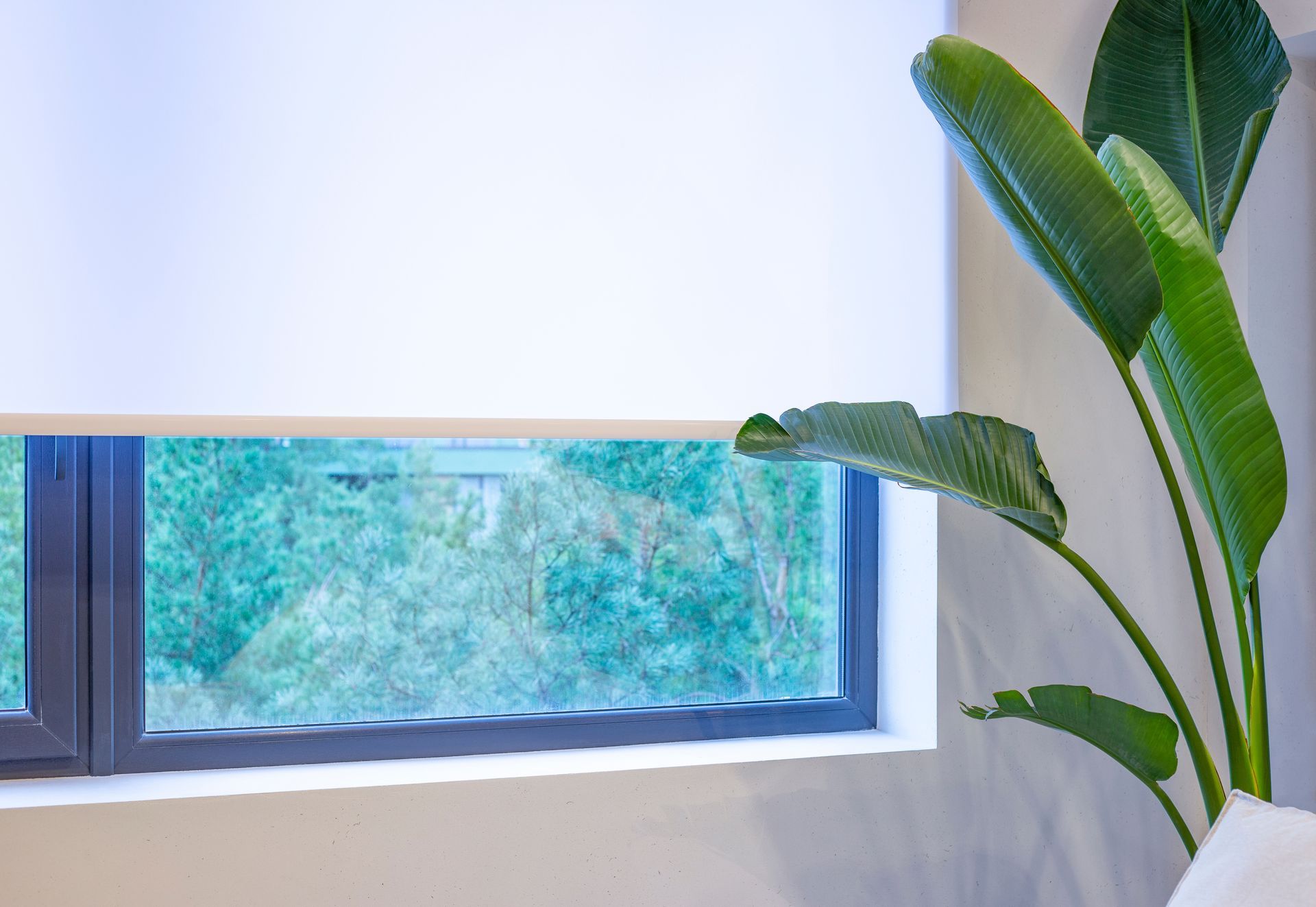 Window with a white roller shade partially lowered, beside a tall indoor plant. Window with a white roller shade partially lowered, beside a tall indoor plant.