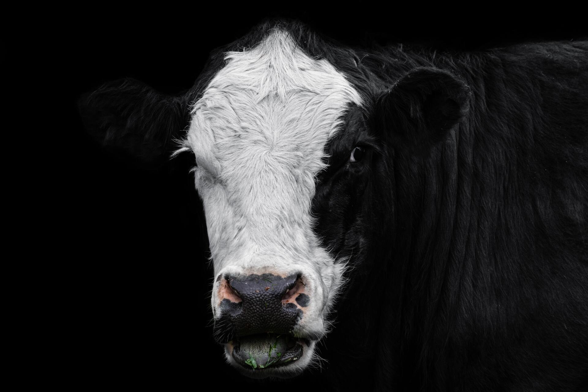 cattle