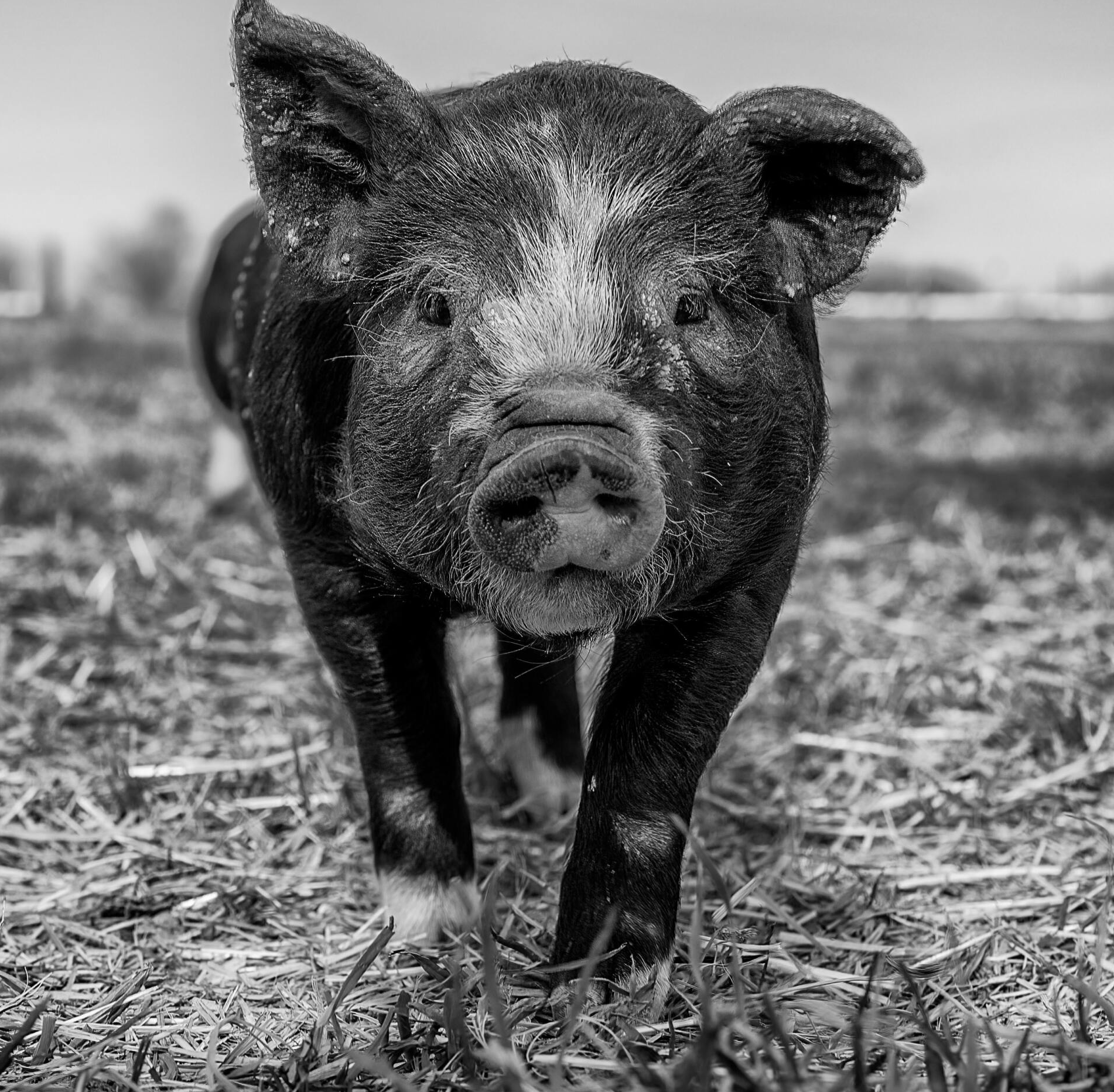 hog