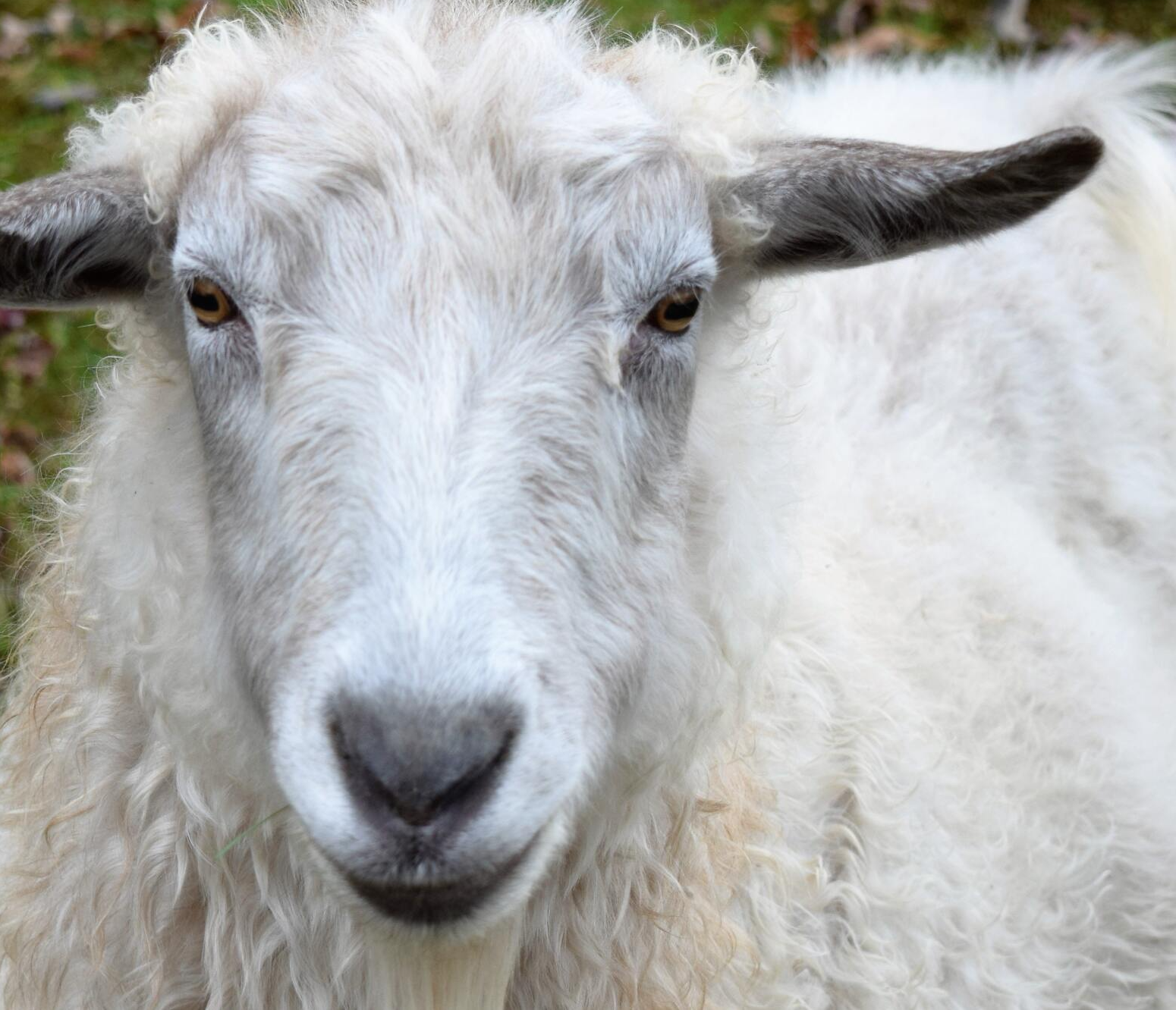 lamb