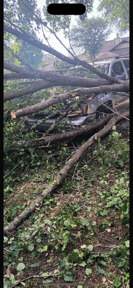 A person is laying on a tree stump in the woods.