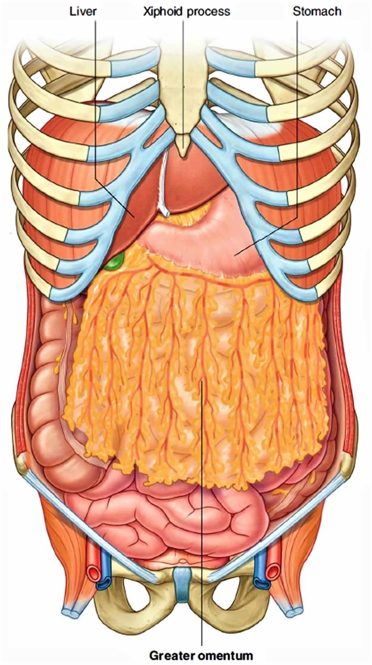 greater omentum