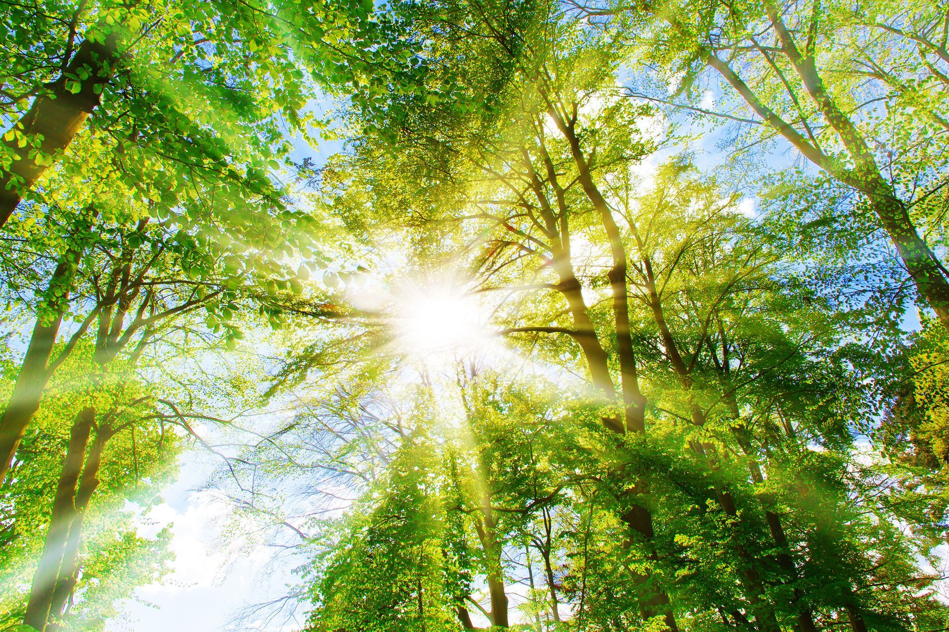 The sun is shining through the trees in the forest