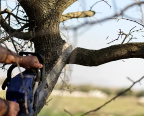 Tree dismantling