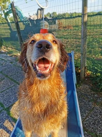 cucciolo di cane in area verde