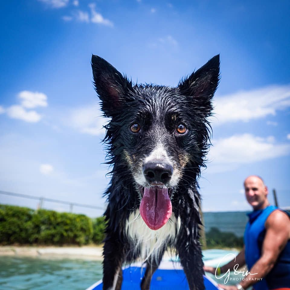 cane che fa il bagno in piscina