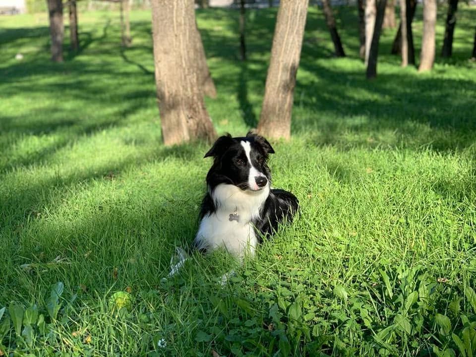 cane che si riposa in un parco