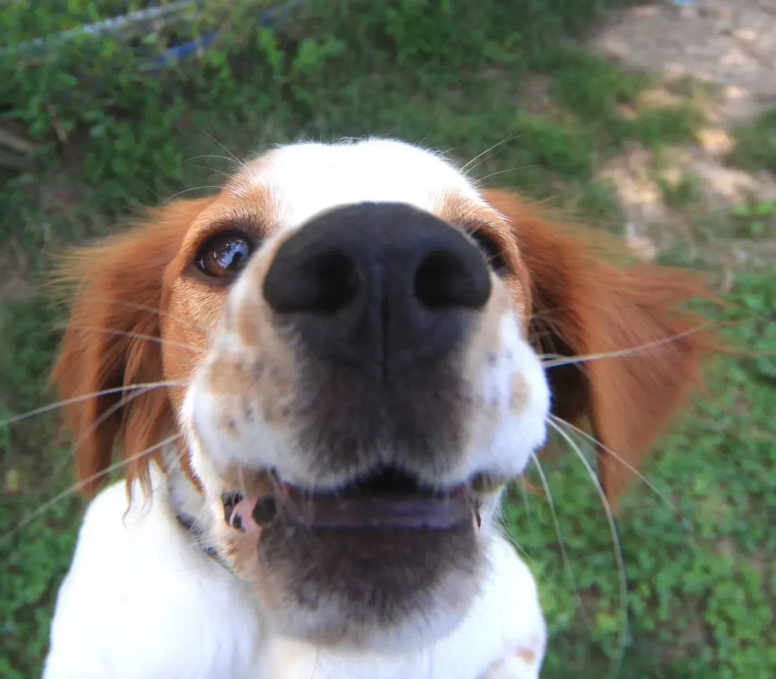 primo piano di cucciolo di cane