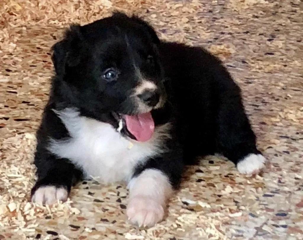 cucciolo di cane