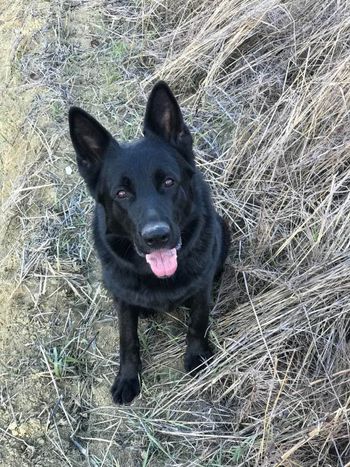 cane nero