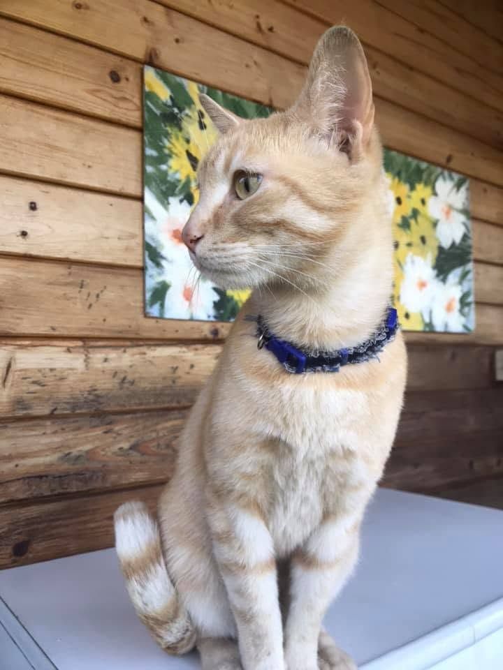 gatto arancione