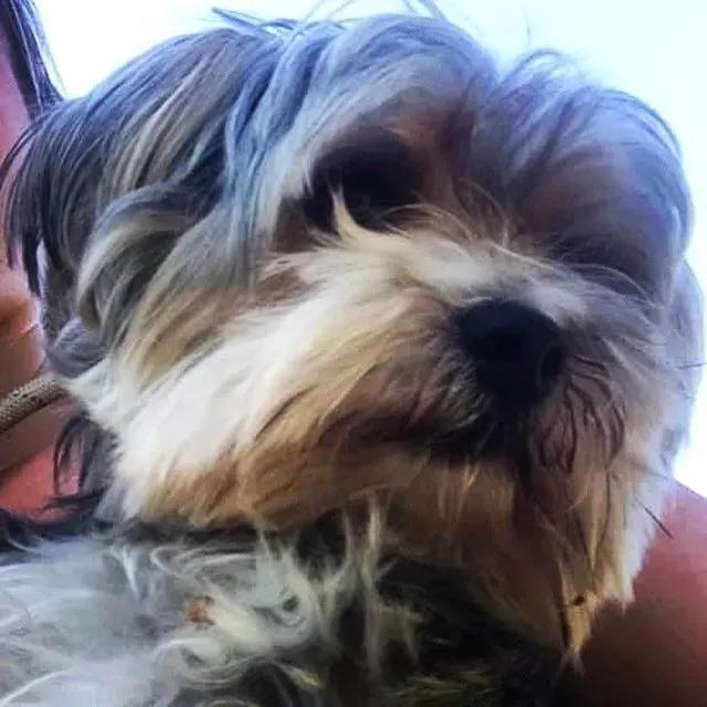 primo piano di cane in braccio alla padrona