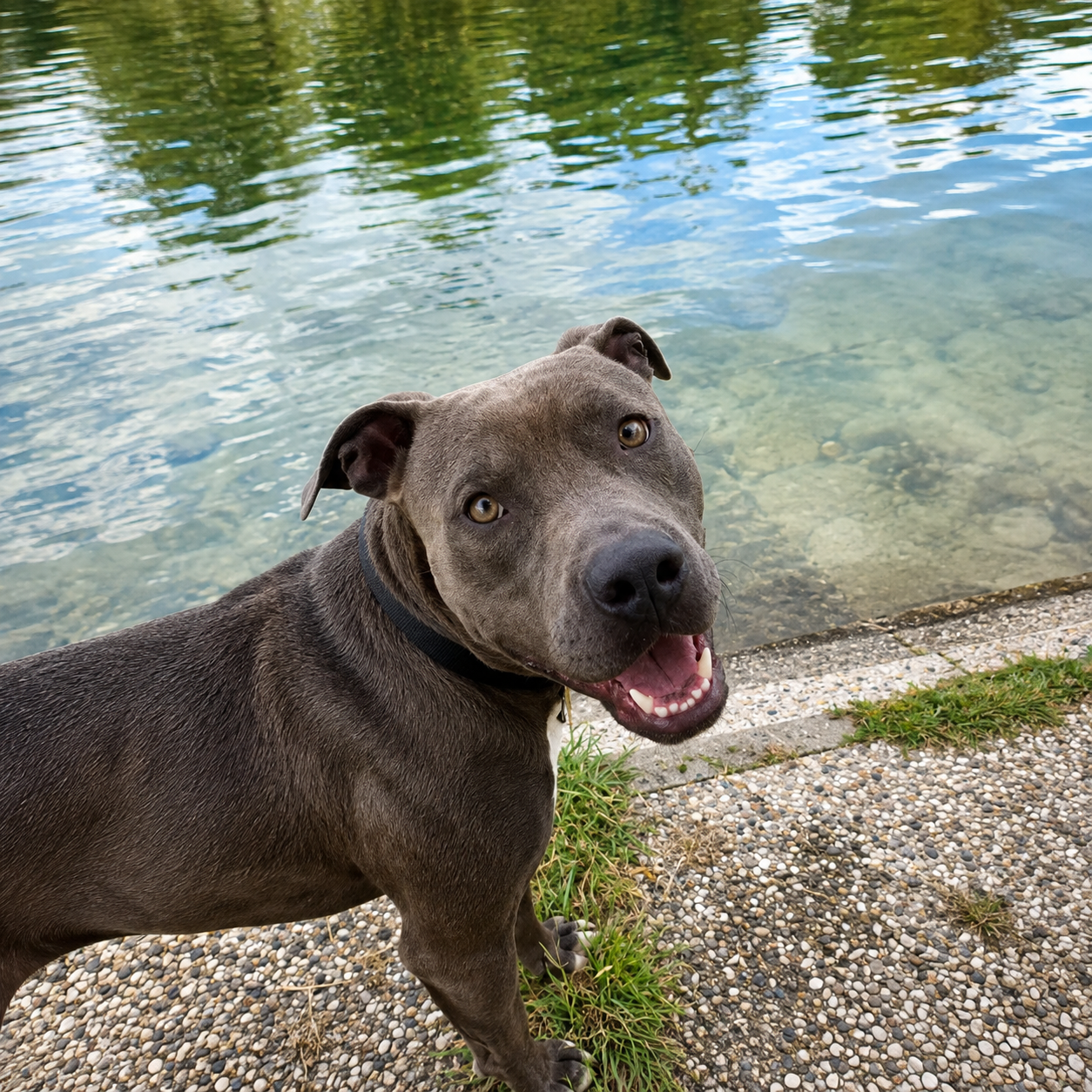 cane vicino alla piscina