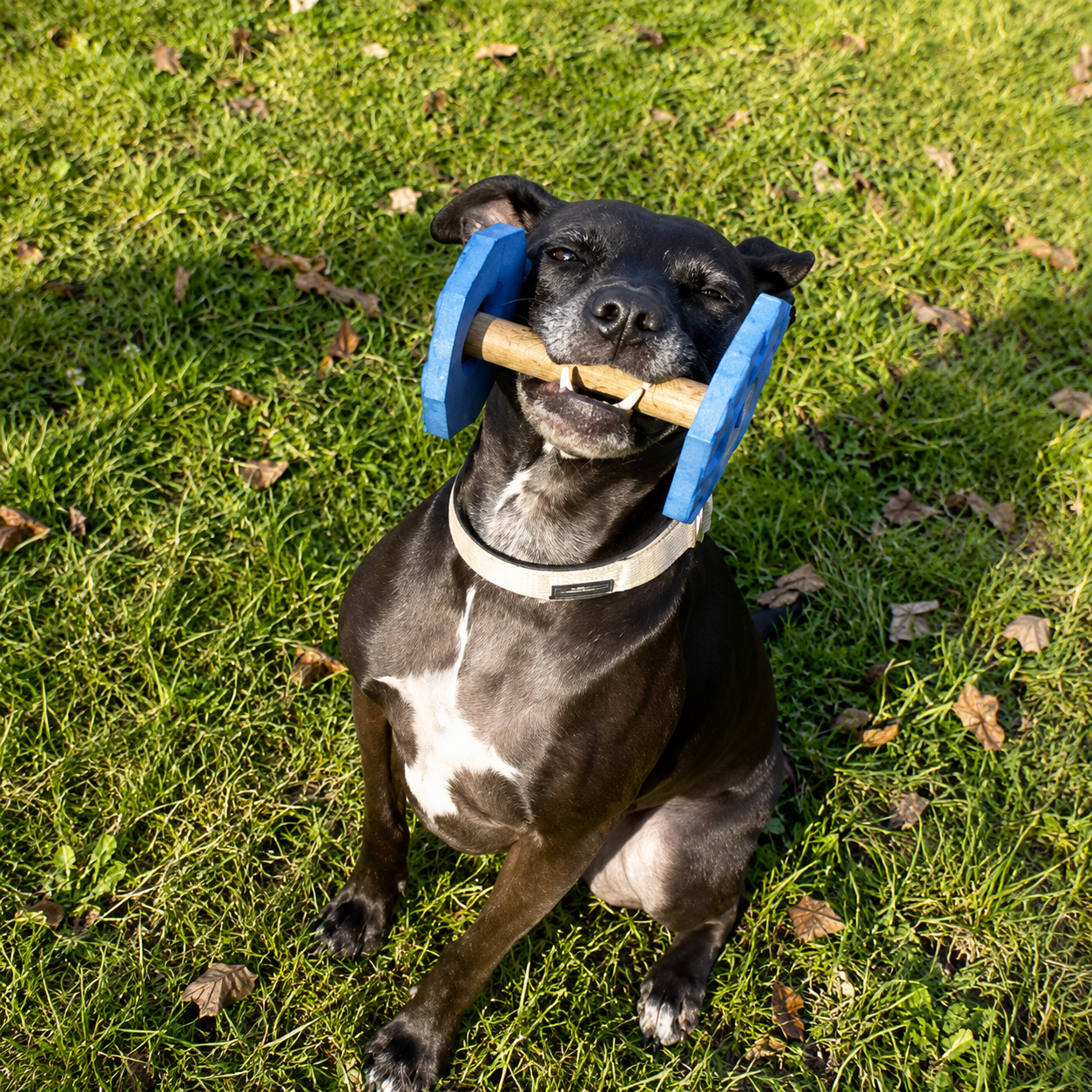 cane gioca felice nel parco