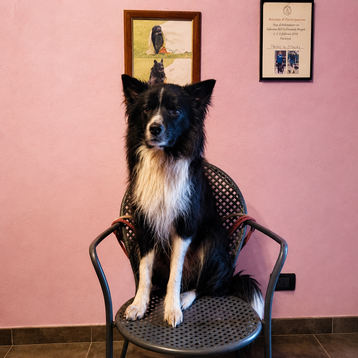 cane seduto su una sedia in una casa