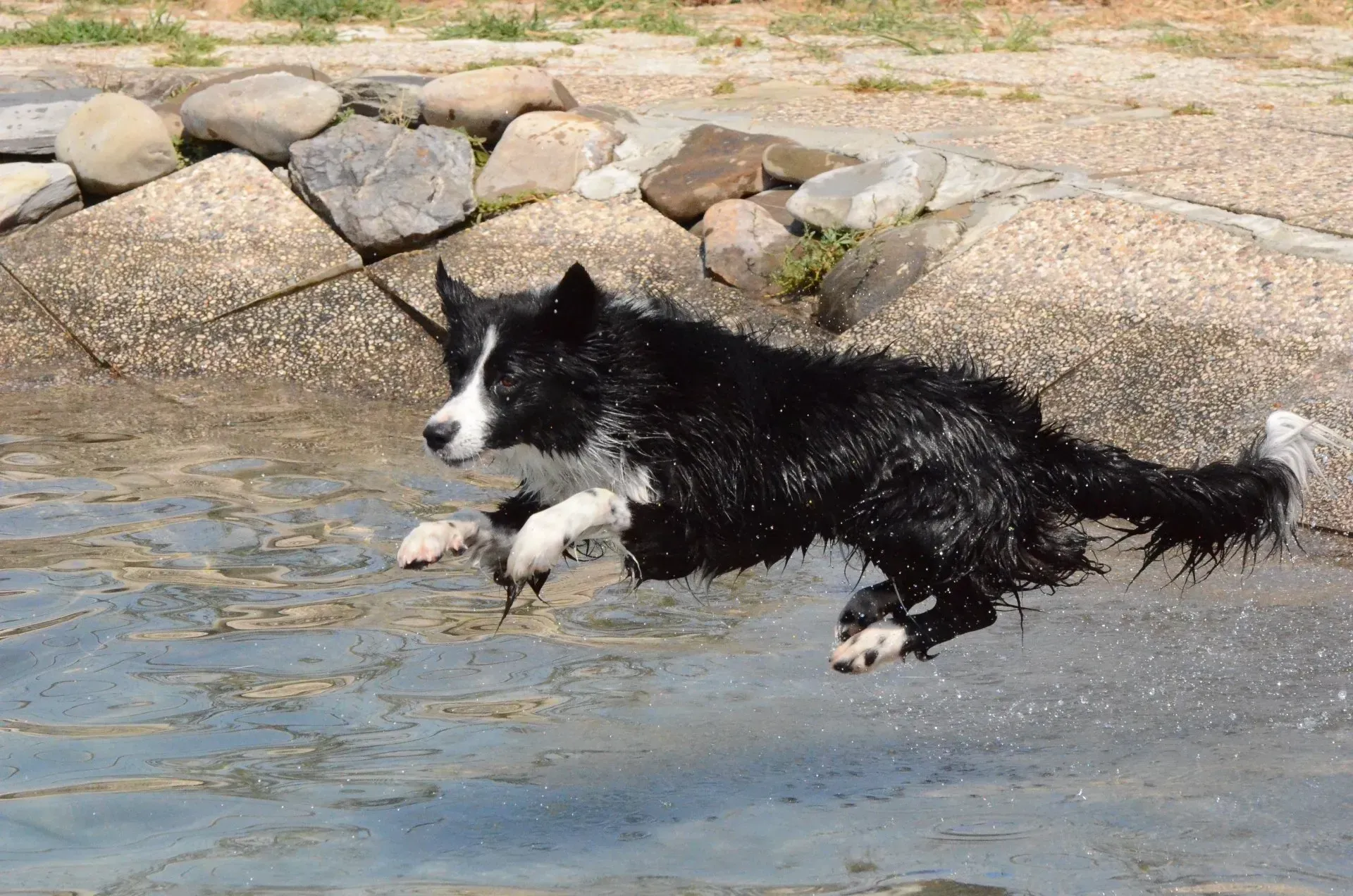 cane che si tuffa in piscina