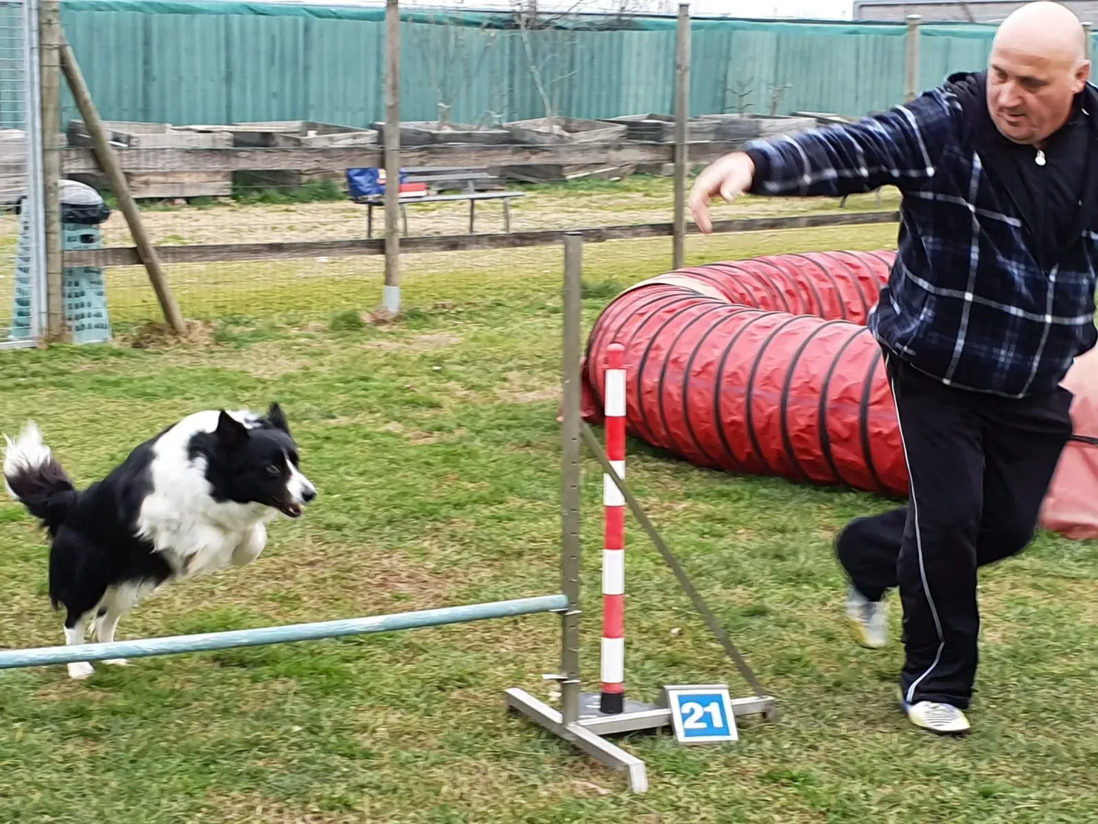 cane salta gli ostacoli durante un addestramento