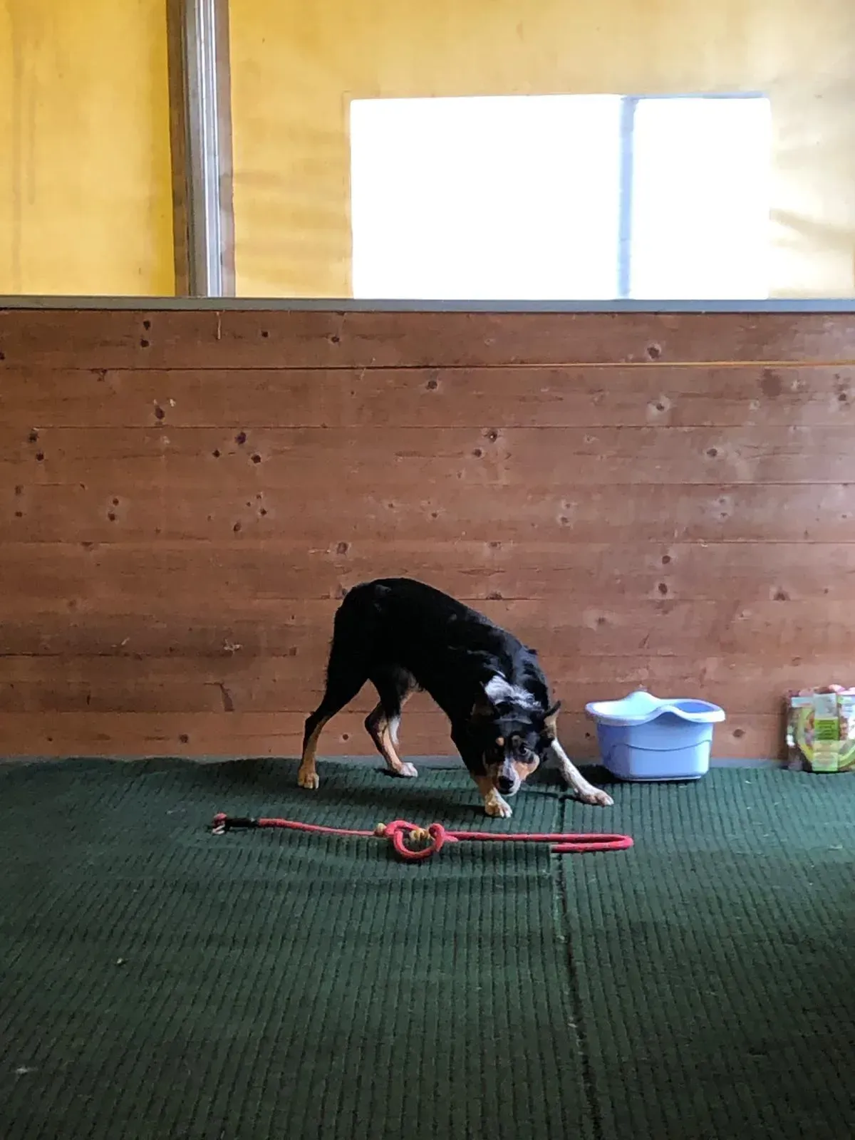cane si intrattiene con un suo giochino