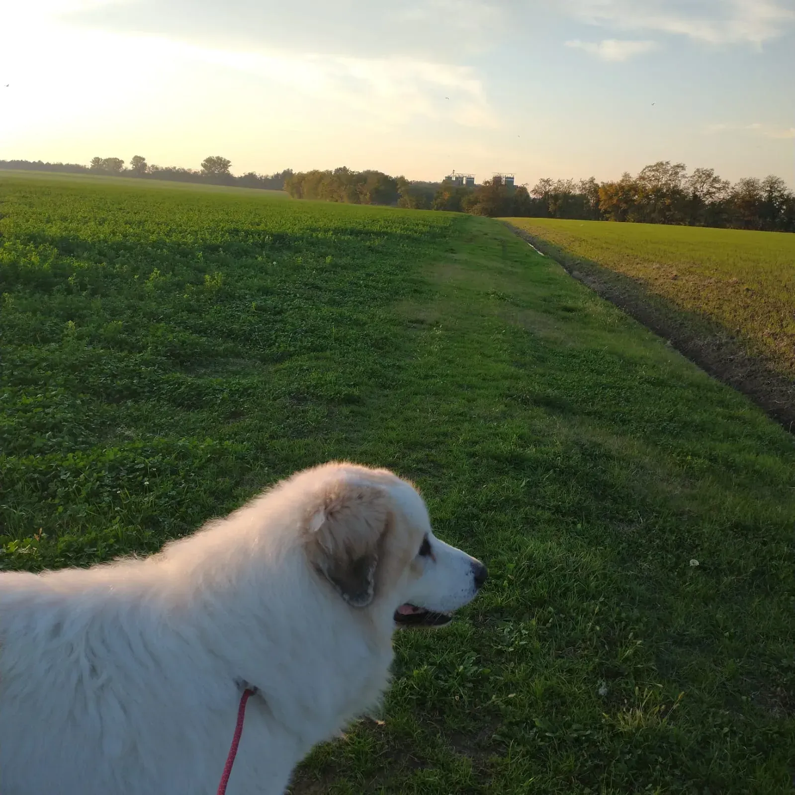 cane bianco in un prato