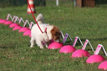 nosework