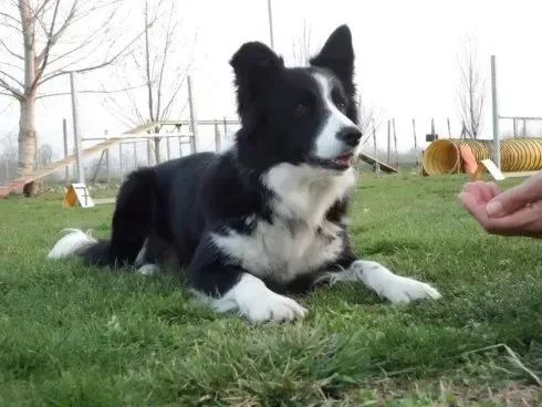 cane seduto sull'erba