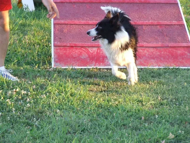 cane corre sull'erba