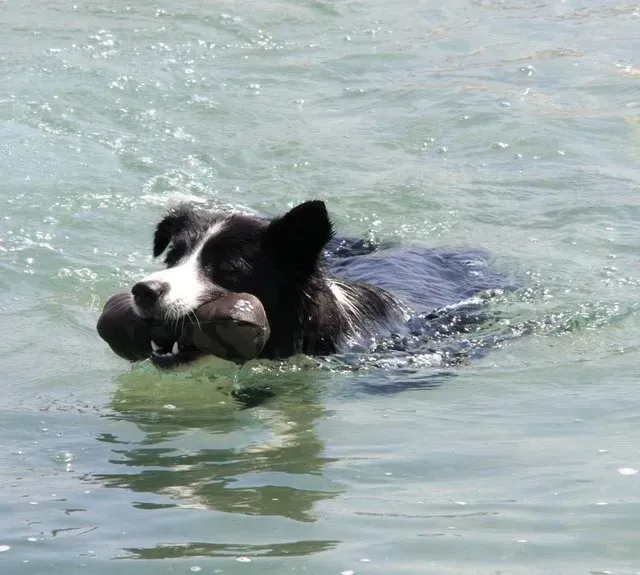 cane che nuota in piscina