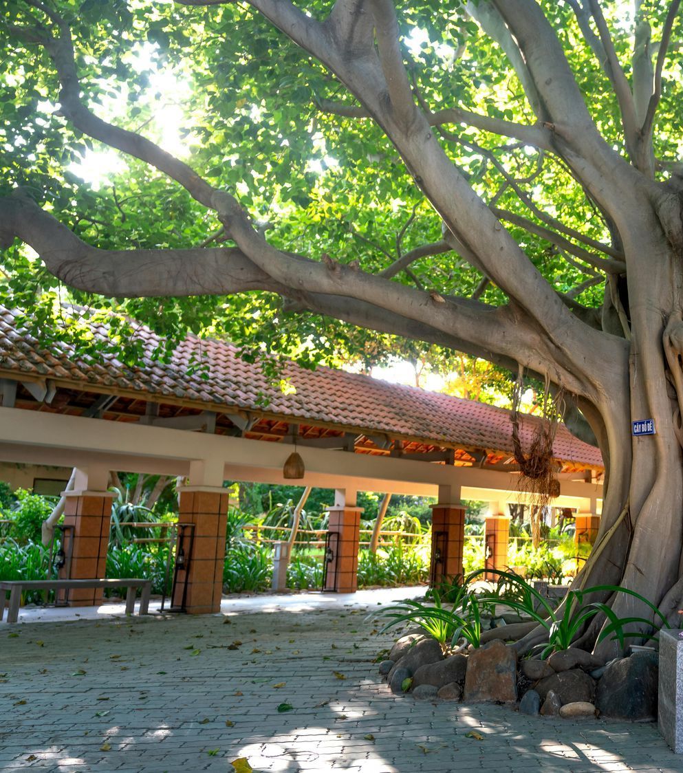 Photograph of a large tree, with a red and cream building in the background.