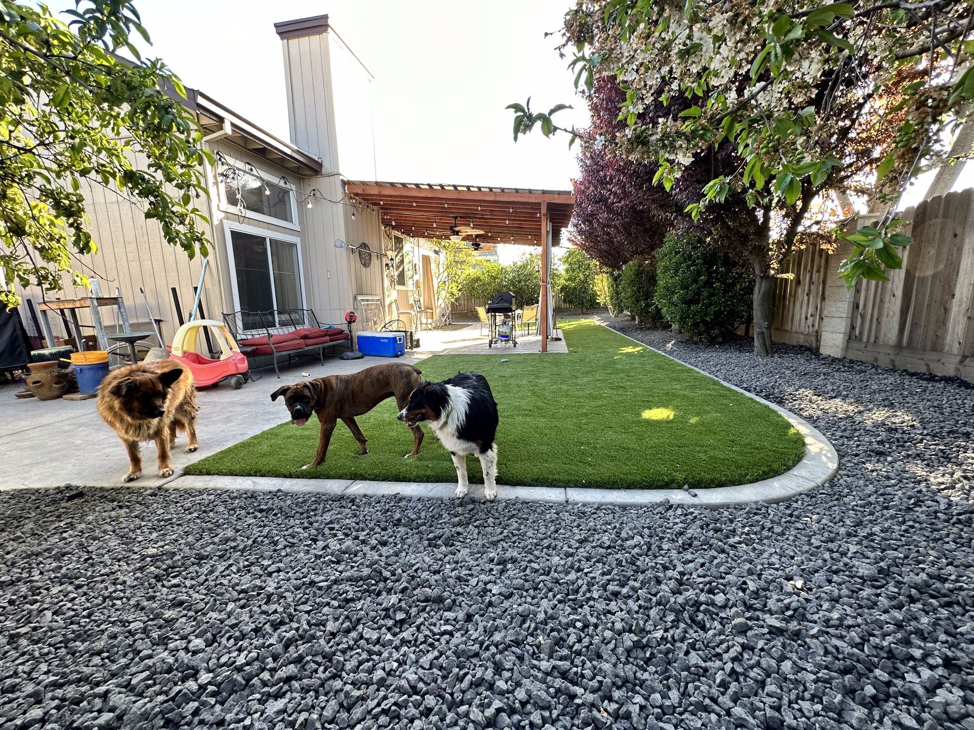 A group of dogs are standing on top of a lush green lawn.