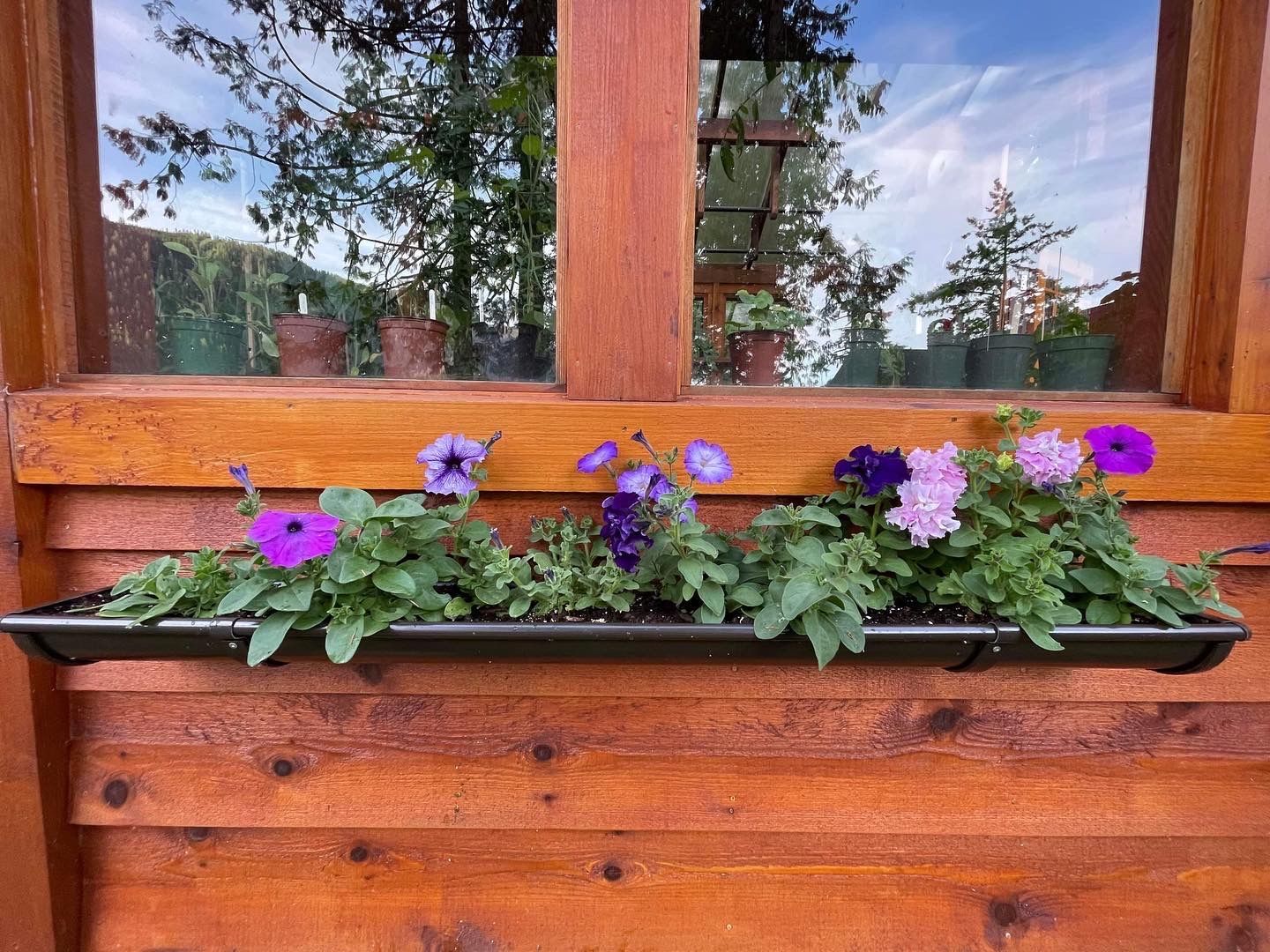 Purple flowers are growing in a window box on a wooden wall.