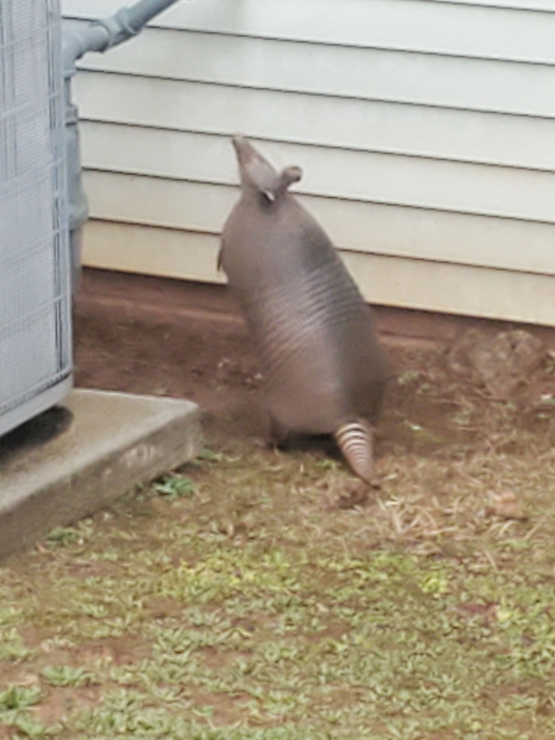 Armadillo beside a house wall near an outdoor unit, standing on dirt and grass.