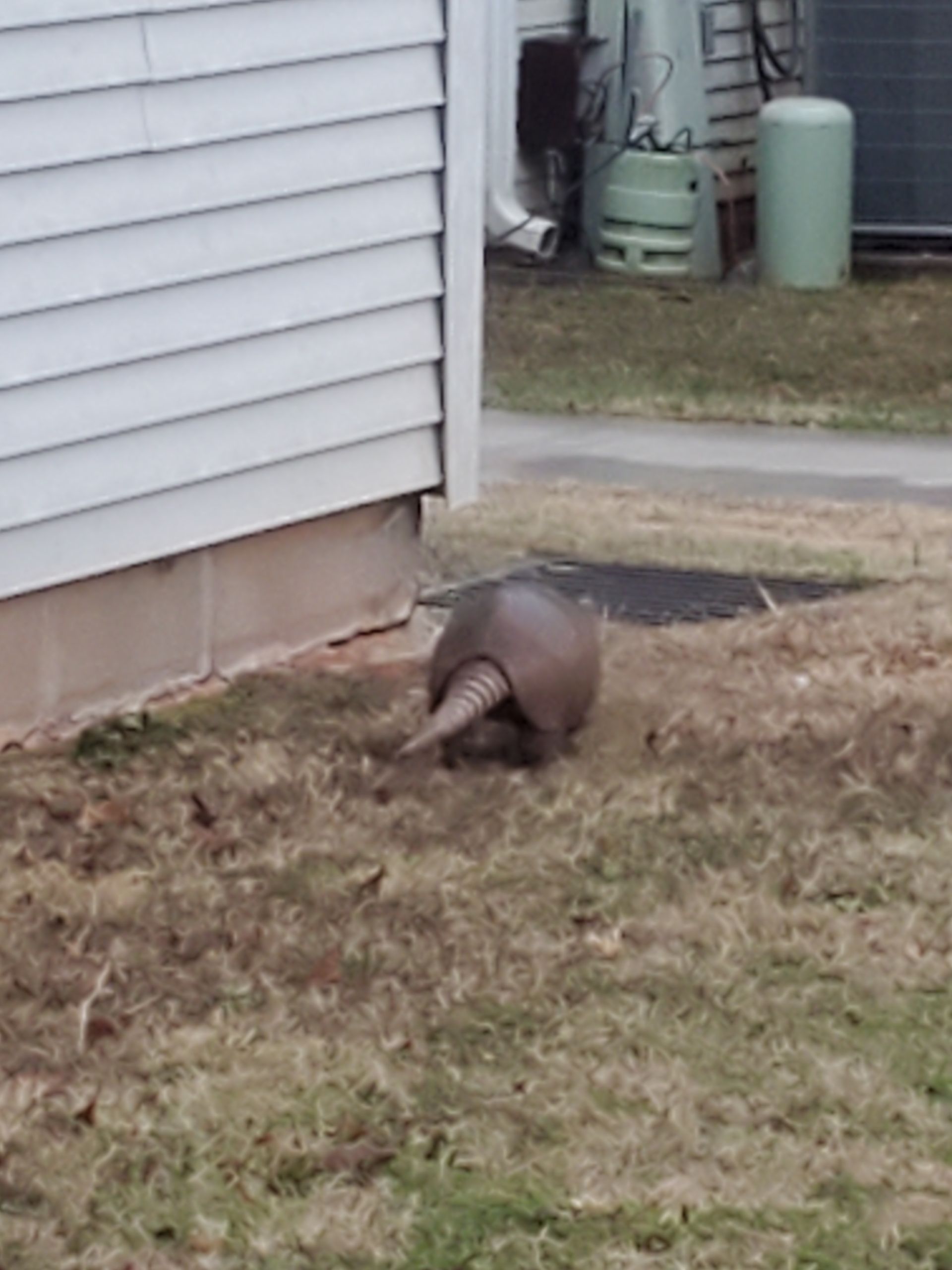 Brown armadillo foraging in a grassy yard beside a house.