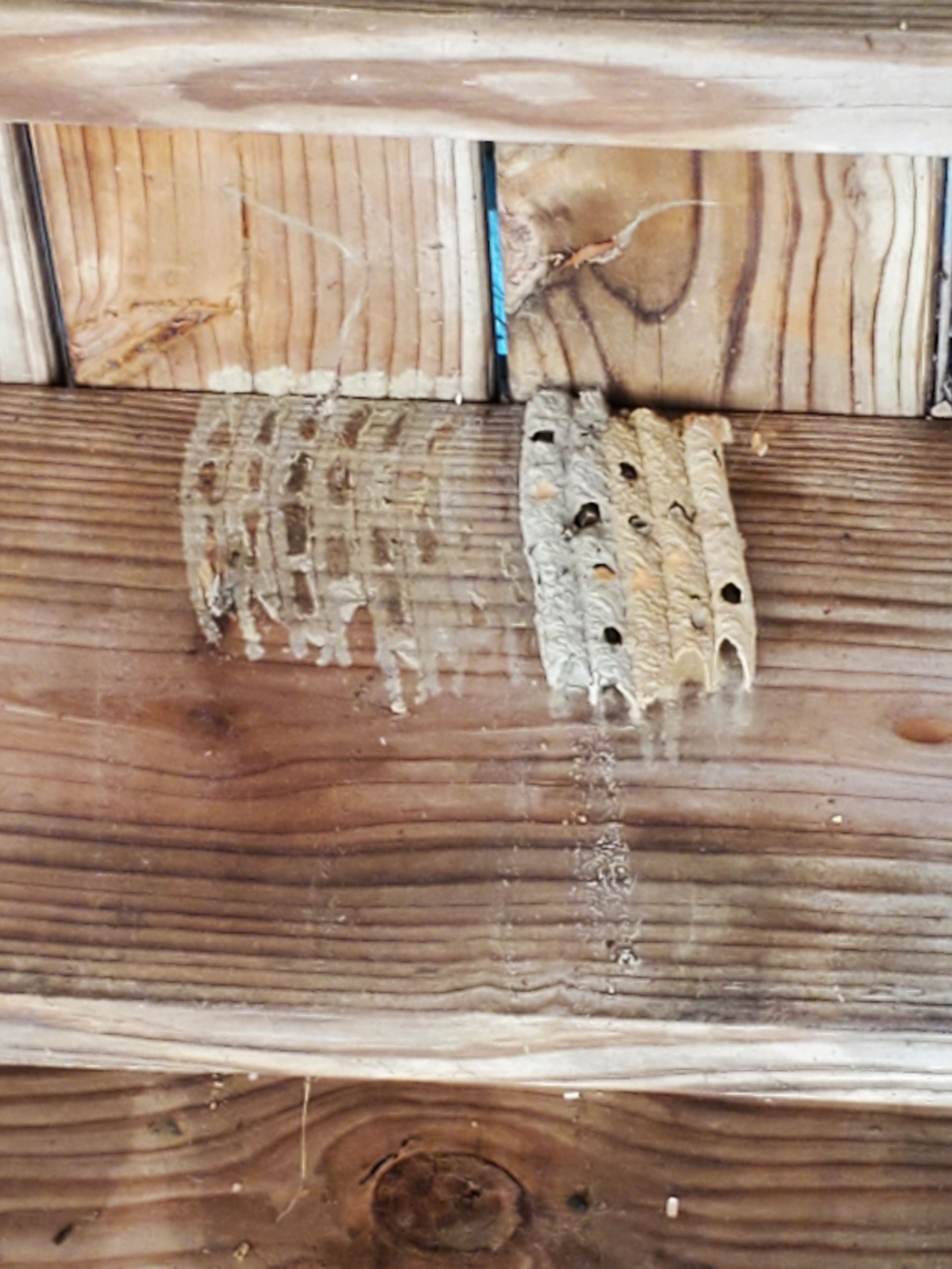 Close-up of a wooden wall with a strip of peeling, damaged paint exposing the wood underneath