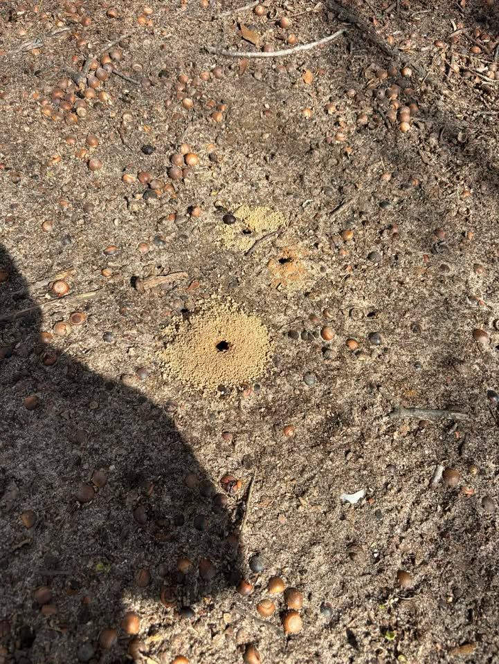 Close-up of dry soil with scattered pebbles, small yellow mushroom-like spots, and a shadow on the left.