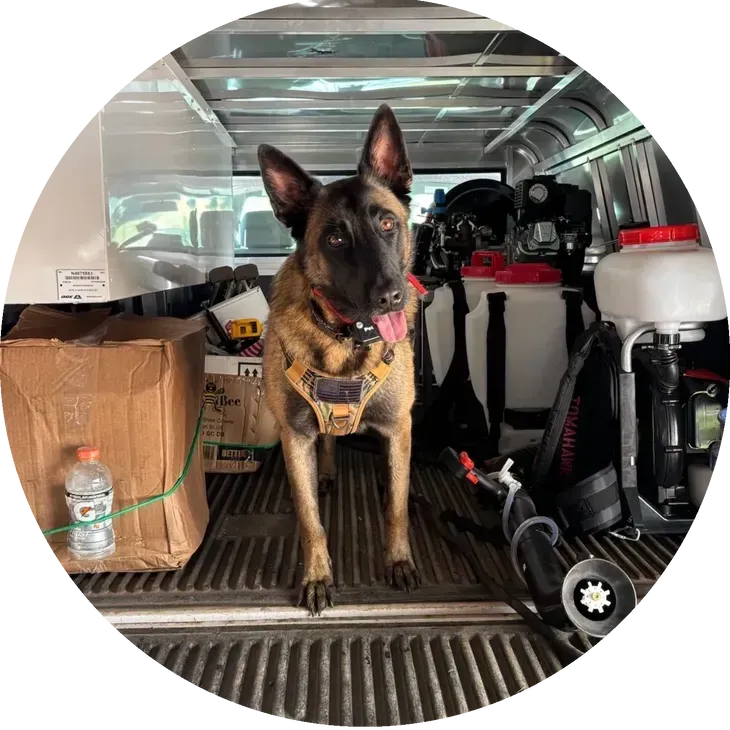 Dog with dark muzzle and tongue out, in the back of a truck, surrounded by equipment.