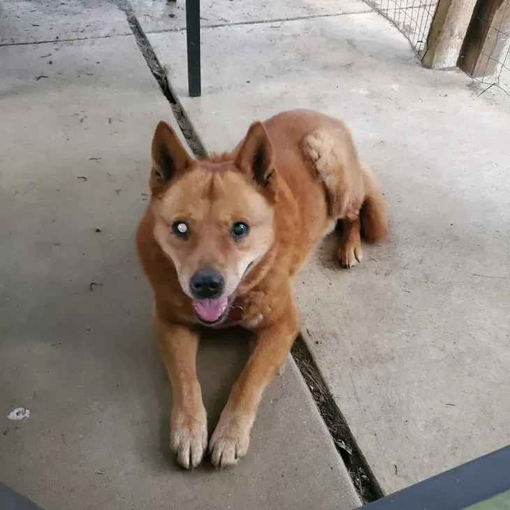 Red dog with one white eye, lying on concrete, looking forward with tongue out.