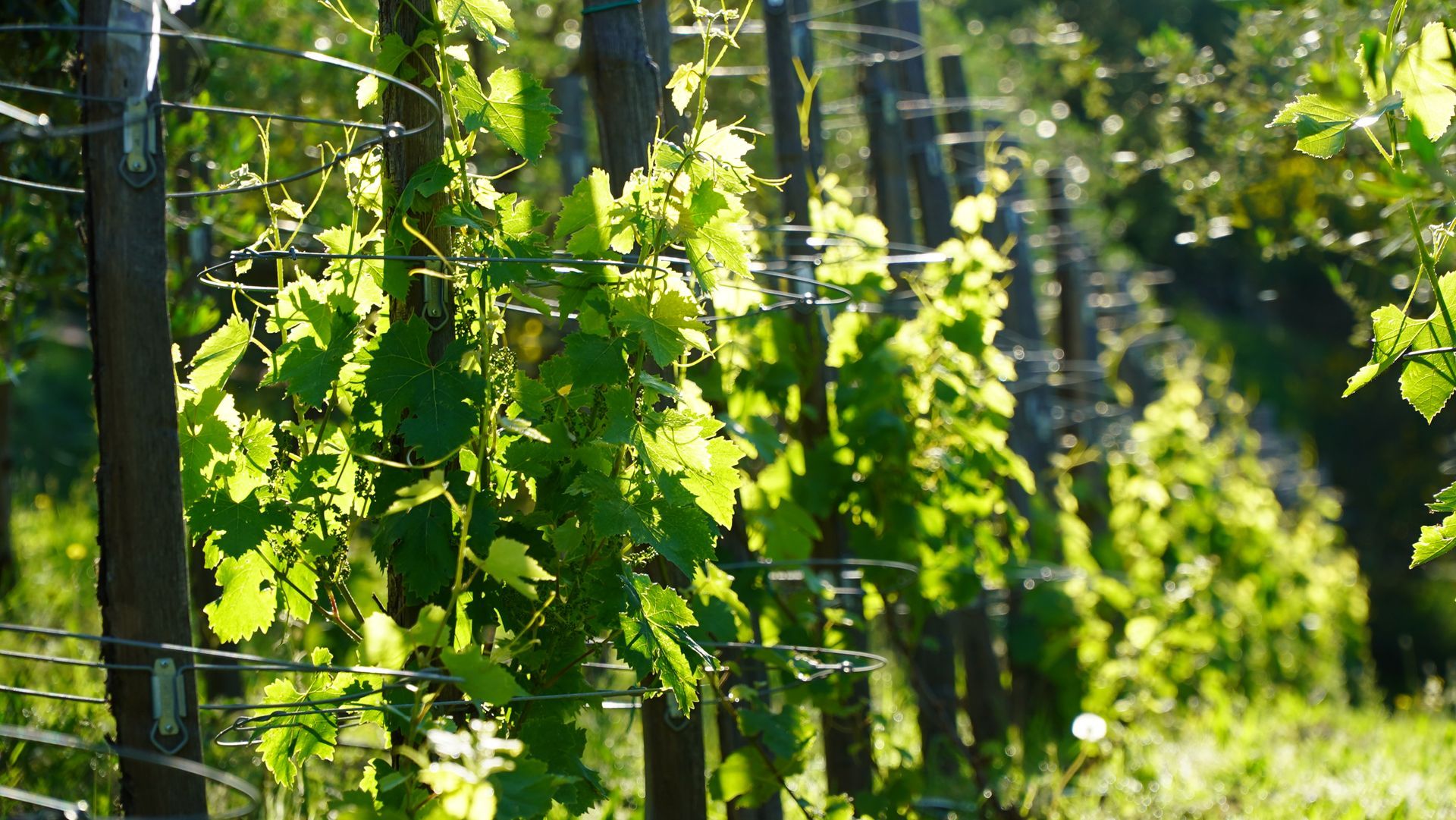Our agroforestry vineyard