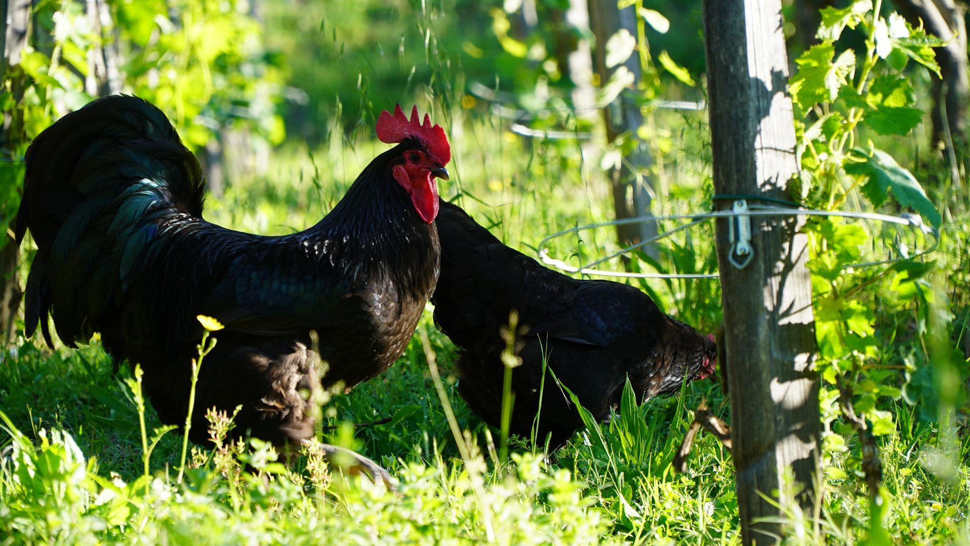Agroforestry at Campo Sasso