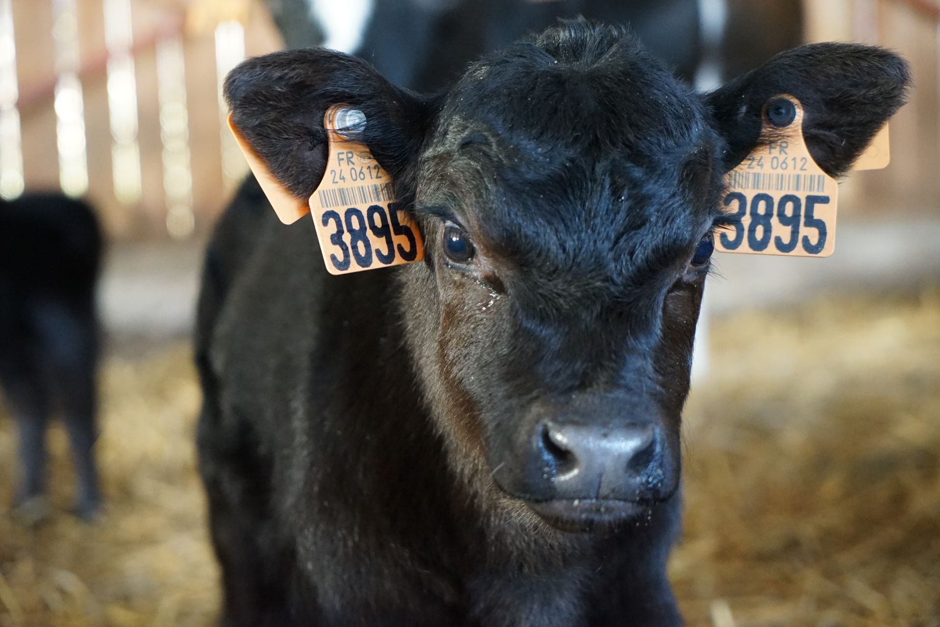 Australian Lowlines calf