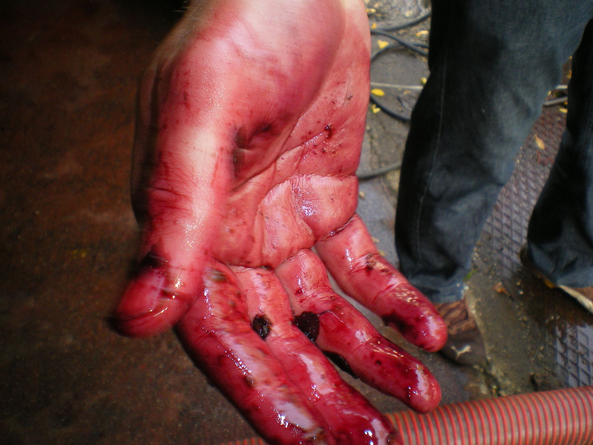 Wine is human