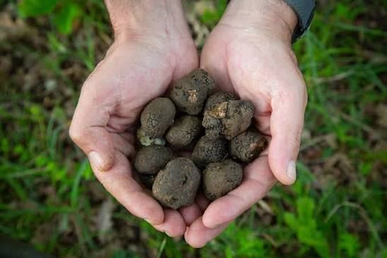 Truffle in Tuscany