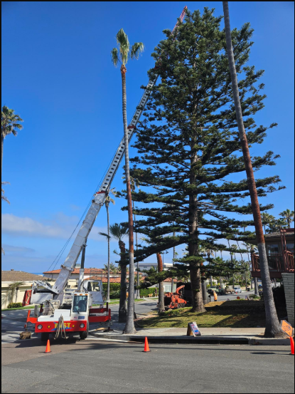 View of a white and red crane operating near a tree, showcasing efficient crane rental services. View of a white and red crane operating near a tree, showcasing efficient crane rental services.